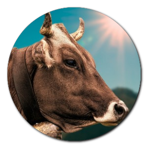 Boeuf