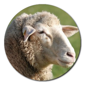 Mouton